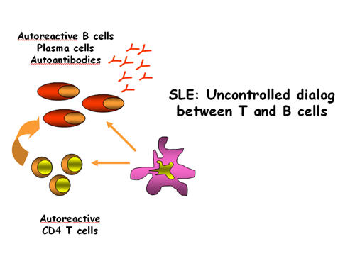 Lupus Pathogenesis