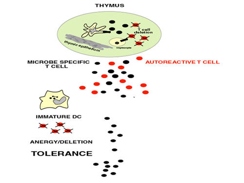 Central Tolerance